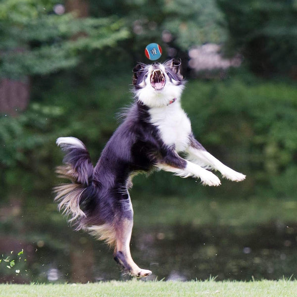 Squeaky Tennis Balls